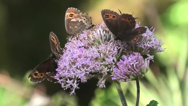 farfalle e altri insetti