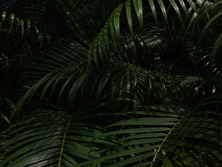 Obraz na płótnie Canvas palm leaf pattern on black background
