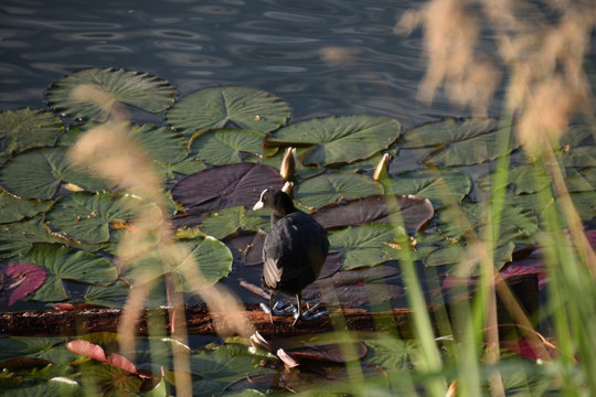 Fulika atra on the lake coot duck