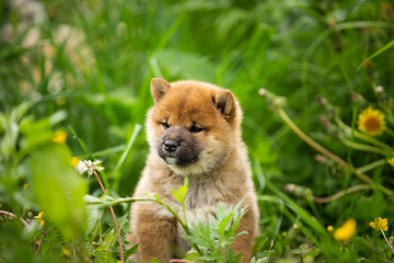 Fototapeta na wymiar Cute and adorable red shiba inu puppy sitting in the green grass and yellow flowers in summer