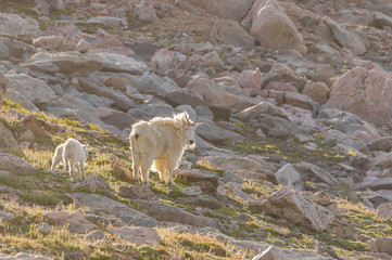 Obraz na płótnie Canvas Mountain Goats in Summer in Colorado