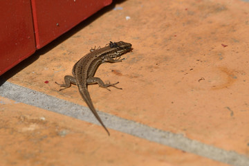 Ce lézard n'arrive pas à se débarrasser de cette araignée posée sur sa tête et pourtant il a...