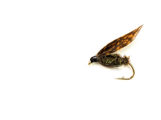 Obraz premium Alder Wet Trout Fly fishing Fly