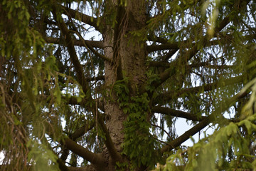 green spruce tree fragment