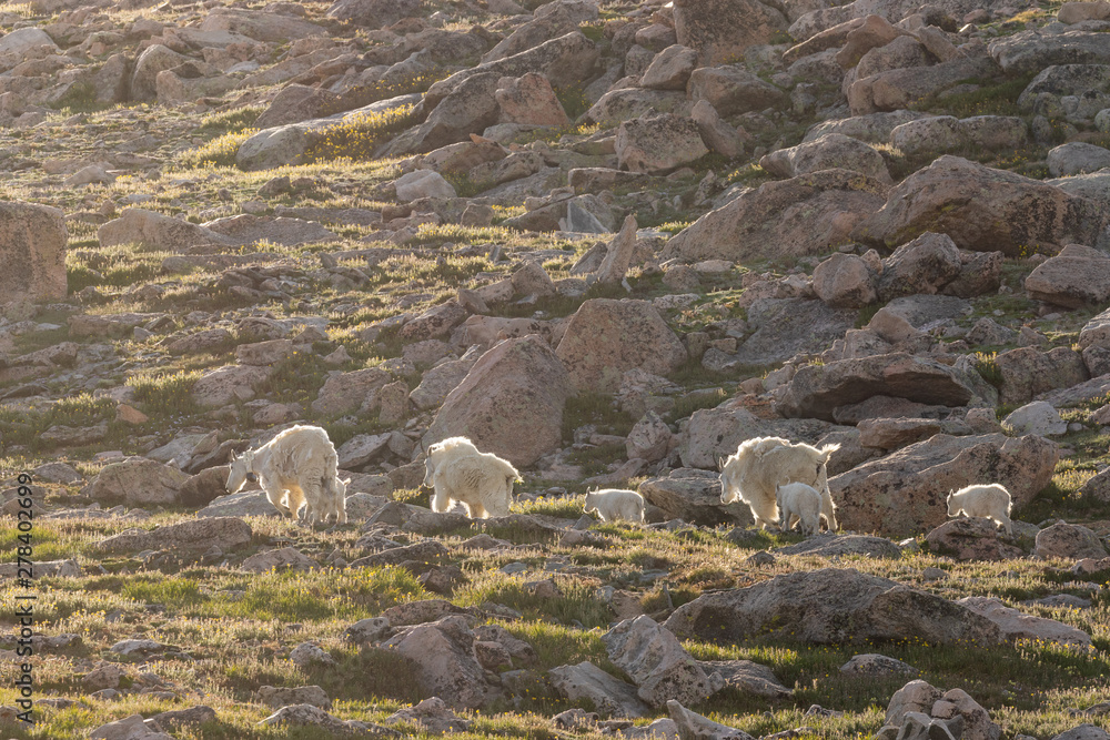 Sticker Mountain Goats in Summer in Colorado