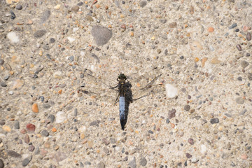 Dragonfly on the concrete floor. Sunny day.