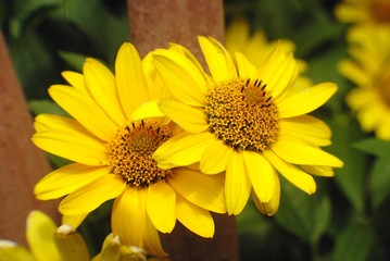 bee on flower