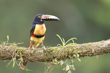 Collared Aracari perching on branch