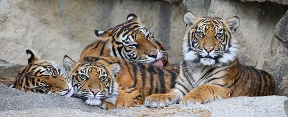 Poster Familie van Sumatraanse tijger (Panthera tigris sumatrae) © Henner Damke