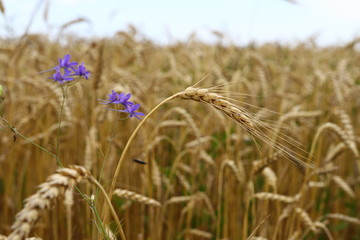 wonderful summer landscape. flowers bluebottle and poppies in the middle of the wheat field. The idea of ​​the concept of harvest. rural landscapes with blue sky with the sun. creative image.