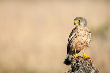Common kestrel - Falco tinnunculus - in natural habitat