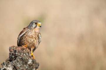 Common kestrel - Falco tinnunculus - in natural habitat