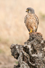 Common kestrel - Falco tinnunculus - in natural habitat