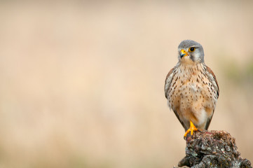 Common kestrel - Falco tinnunculus - in natural habitat