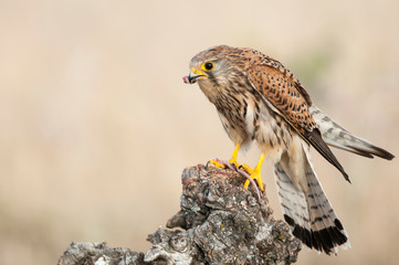 Common kestrel eating a mouse - Falco tinnunculus - in natural habitat