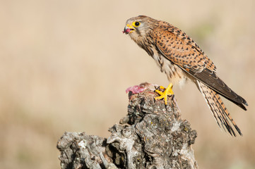 Common kestrel eating a mouse - Falco tinnunculus - in natural habitat