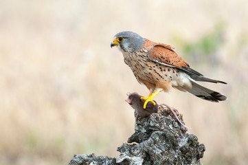 Common kestrel eating a mouse - Falco tinnunculus - in natural habitat