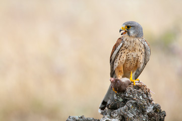Common kestrel eating a mouse - Falco tinnunculus - in natural habitat