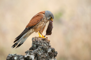 Common kestrel eating a mouse - Falco tinnunculus - in natural habitat