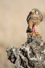 Common kestrel eating a mouse - Falco tinnunculus - in natural habitat