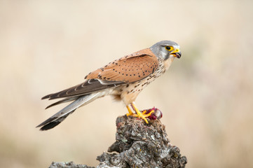 Common kestrel eating a mouse - Falco tinnunculus - in natural habitat