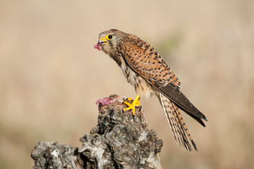 Common kestrel eating a mouse - Falco tinnunculus - in natural habitat