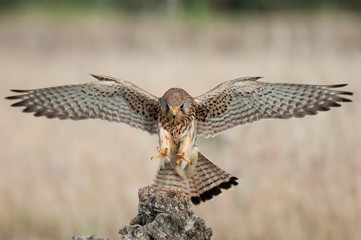 Common kestrel in flight - Falco tinnunculus - in natural habitat