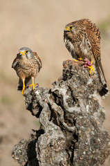 Common male and female kestrel - Falco tinnunculus - in natural habitat