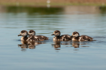 Egyptian goose (Alopochen aegyptiaca) with their young chicks