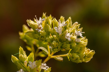 Detail white flowers of origanum vulgare