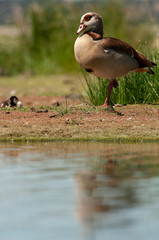 Egyptian goose (Alopochen aegyptiaca) with their young chicks