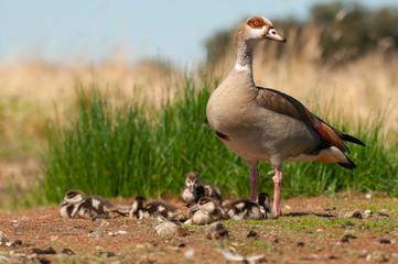 Egyptian goose (Alopochen aegyptiaca) with their young chicks