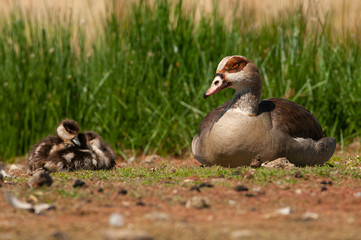 Egyptian goose (Alopochen aegyptiaca) with their young chicks