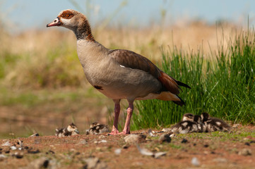 Egyptian goose (Alopochen aegyptiaca) with their young chicks