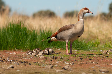 Egyptian goose (Alopochen aegyptiaca) with their young chicks
