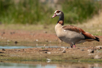 Egyptian goose - Alopochen aegyptiaca