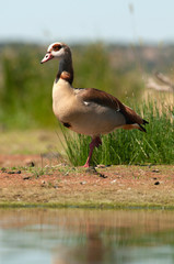 Egyptian goose - Alopochen aegyptiaca