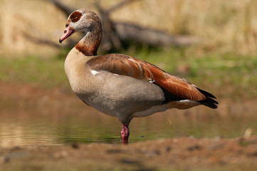 Egyptian goose - Alopochen aegyptiaca