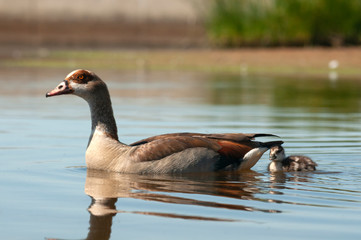 Egyptian goose (Alopochen aegyptiaca) with their young chicks