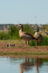 Egyptian goose (Alopochen aegyptiaca) with their young chicks