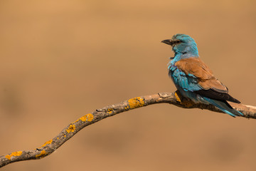 European roller perched on a twig - Coracias garrulus