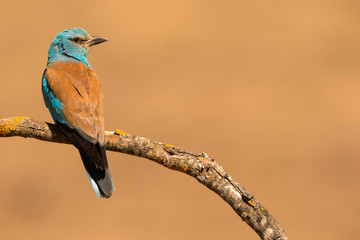 European roller perched on a twig - Coracias garrulus