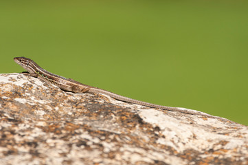 Psammodromus grande - Psammodromus algirus - reptile lizard sunning on a rock