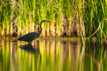Purple heron in natural habitat - ardea purpurea