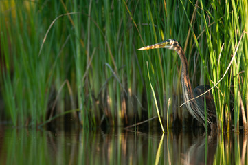 Purple heron in natural habitat - ardea purpurea