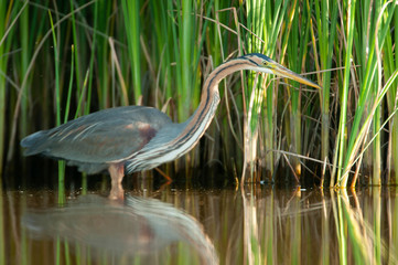 Purple heron in natural habitat - ardea purpurea