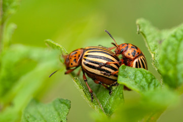 The Colorado potato beetles breeding - leptinotarsa decemlineata - potato agriculture