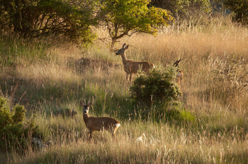 three wild roe deer - capreolus capreolus - male female and breeding
