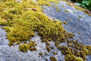 Moss on rock