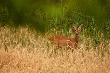 Wild Roe Deer - Capreolus capreolus - Female in the grass